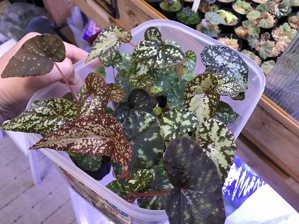 ベゴニア Begonia variabilis マレー半島原産-ｆ１ – 熱帯植物.com